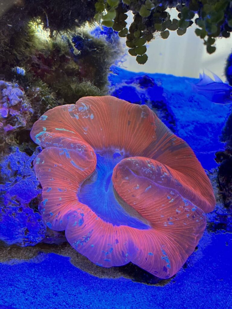 オオバナサンゴ