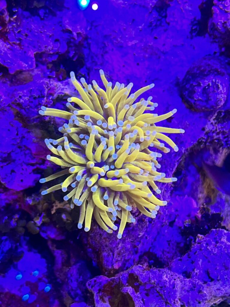 ゴールドトーチ