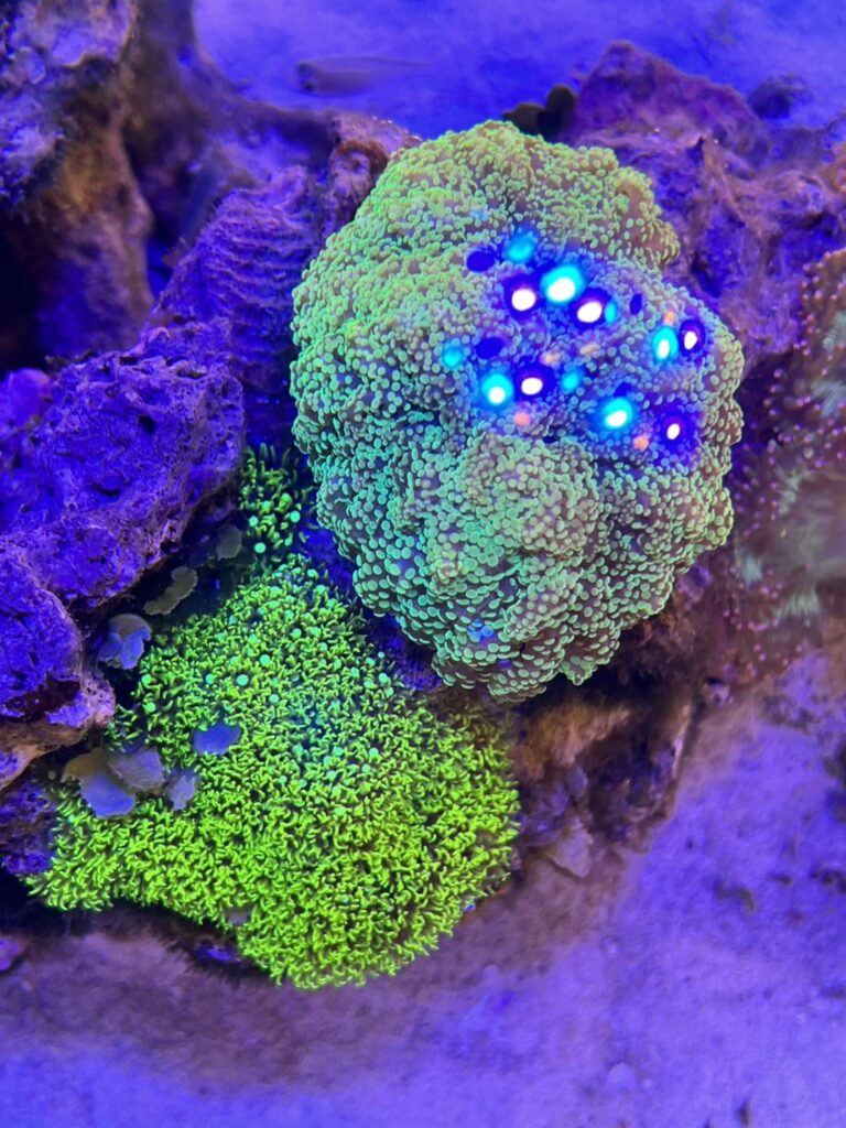 スターポリプとハナブササンゴ
