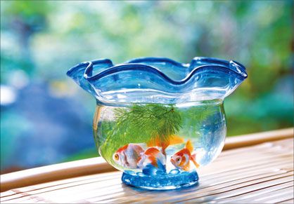 金魚鉢