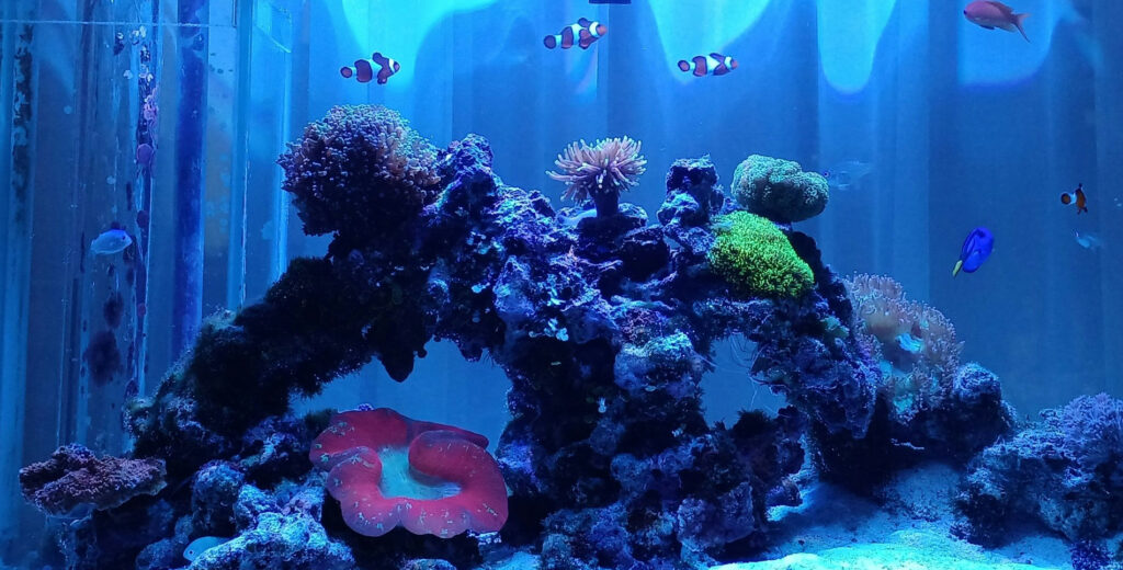 サンゴ水槽2