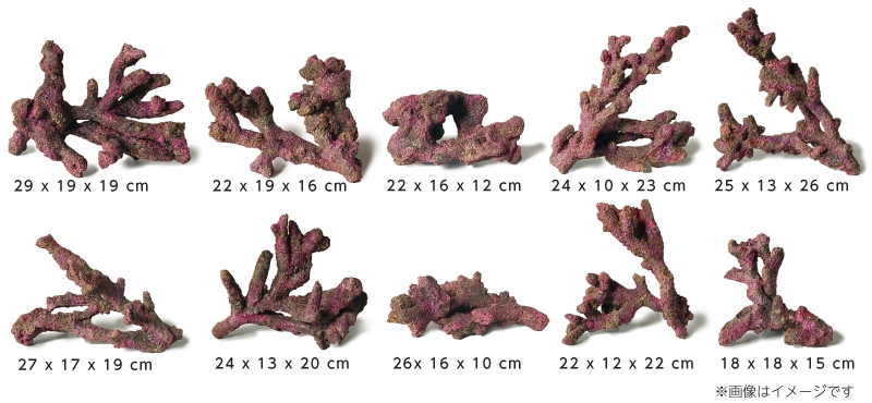 人工ライブロック