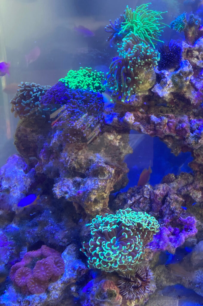 サンゴ水槽事例