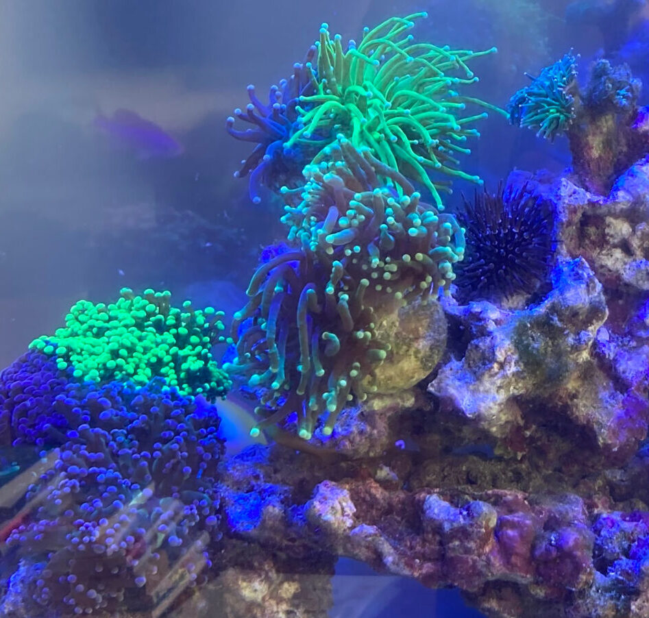 サンゴ水槽事例