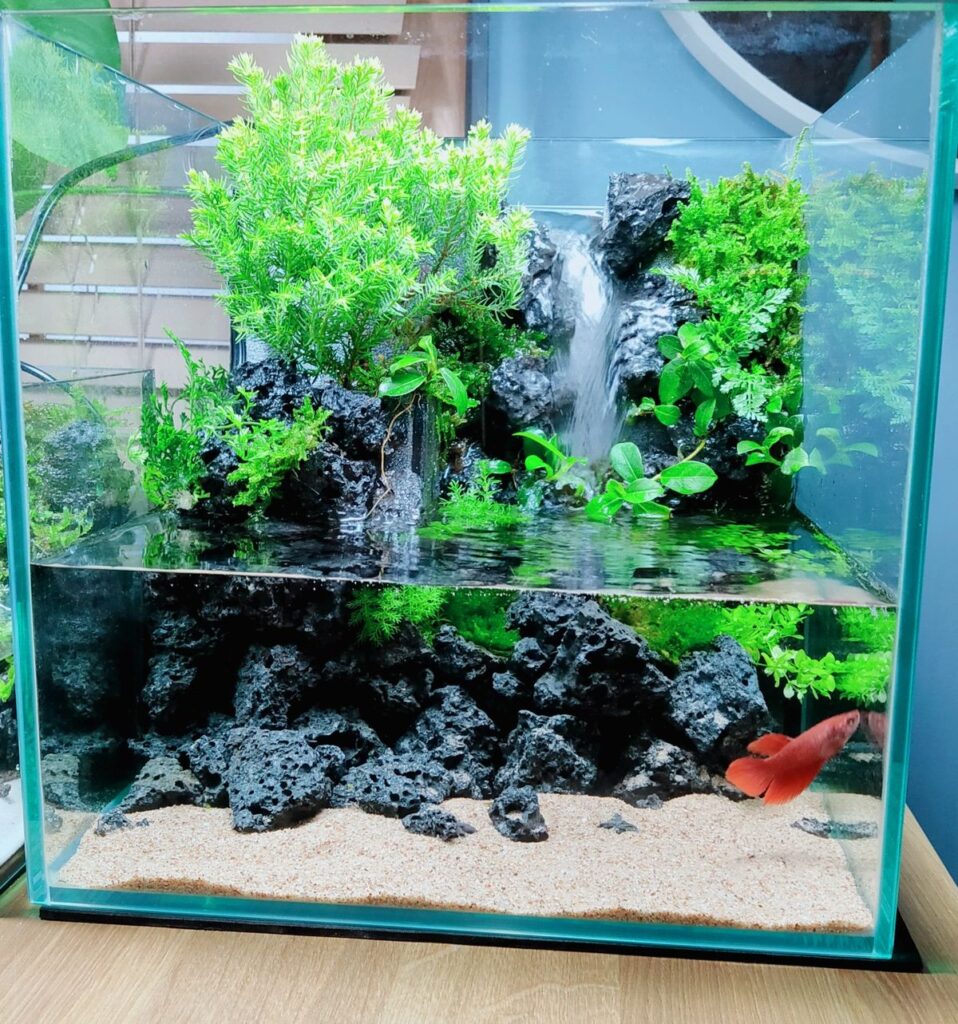 テラリウム水槽