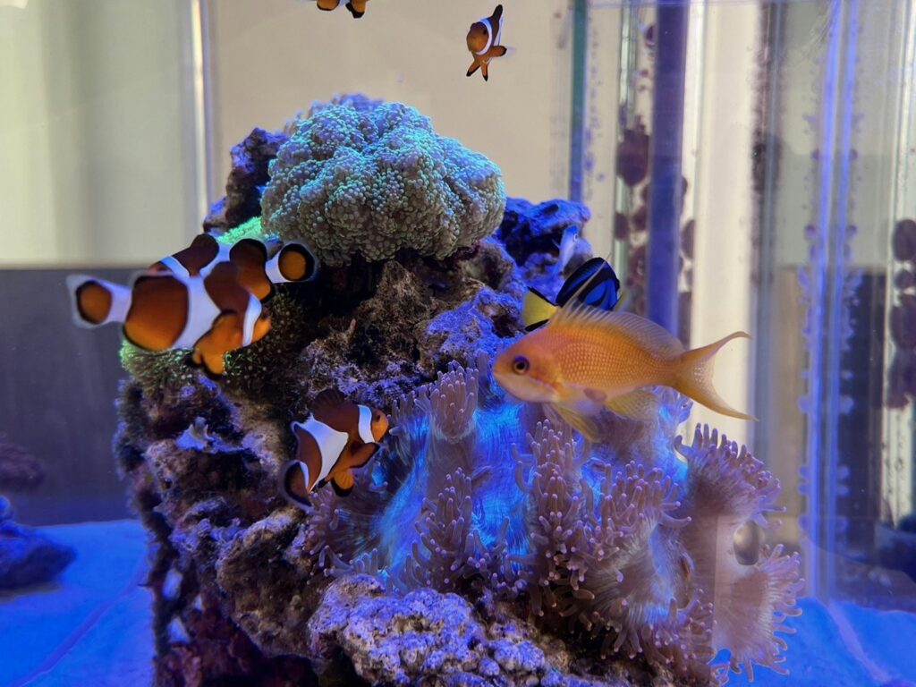 カクレクマノミ