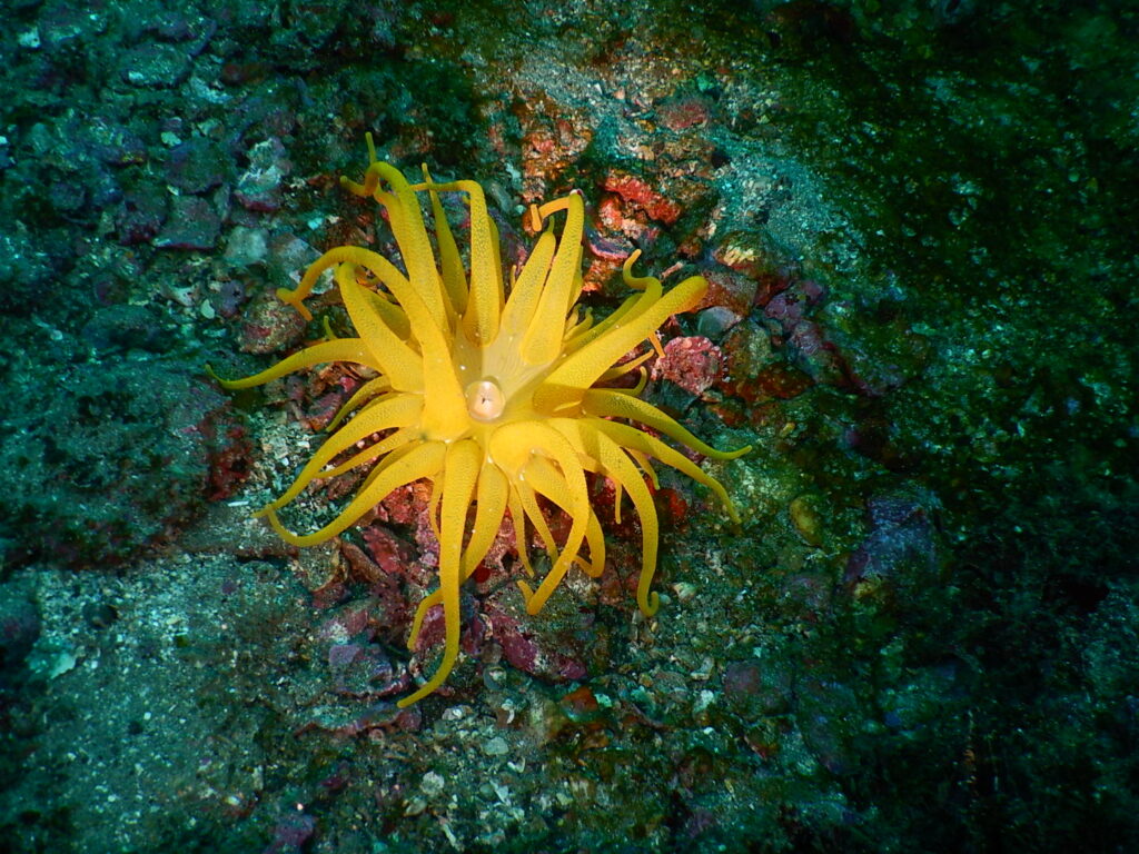 スナイソギンチャク