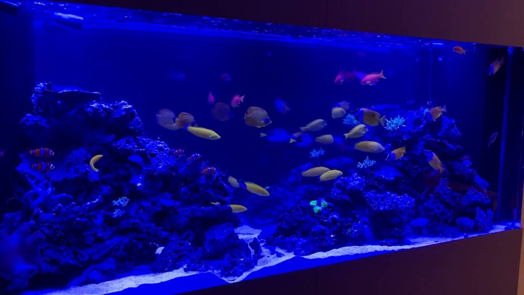 2m大型海水魚水槽