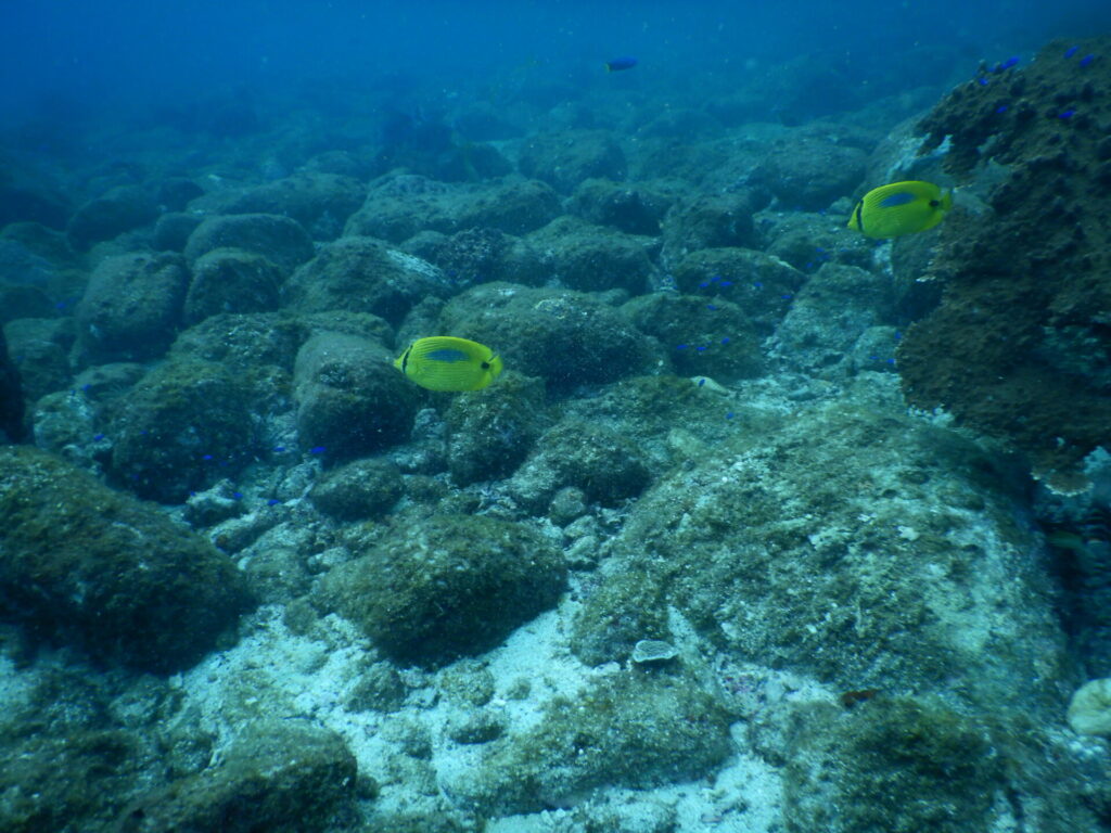 スミツキトノサマダイ