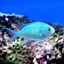 デバスズメダイ