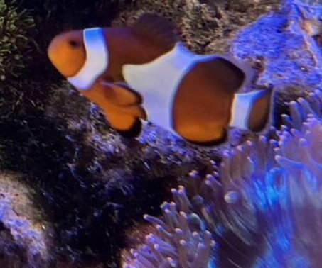 カクレクマノミ