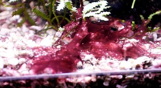 シアノバクテリア