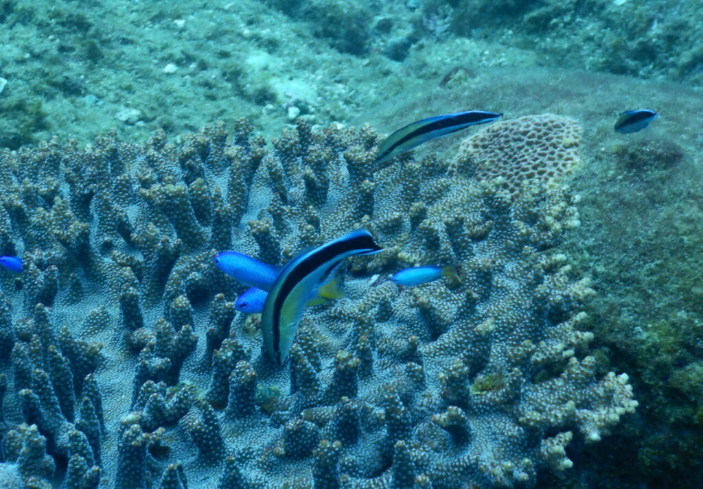 ホンソメワケベラ