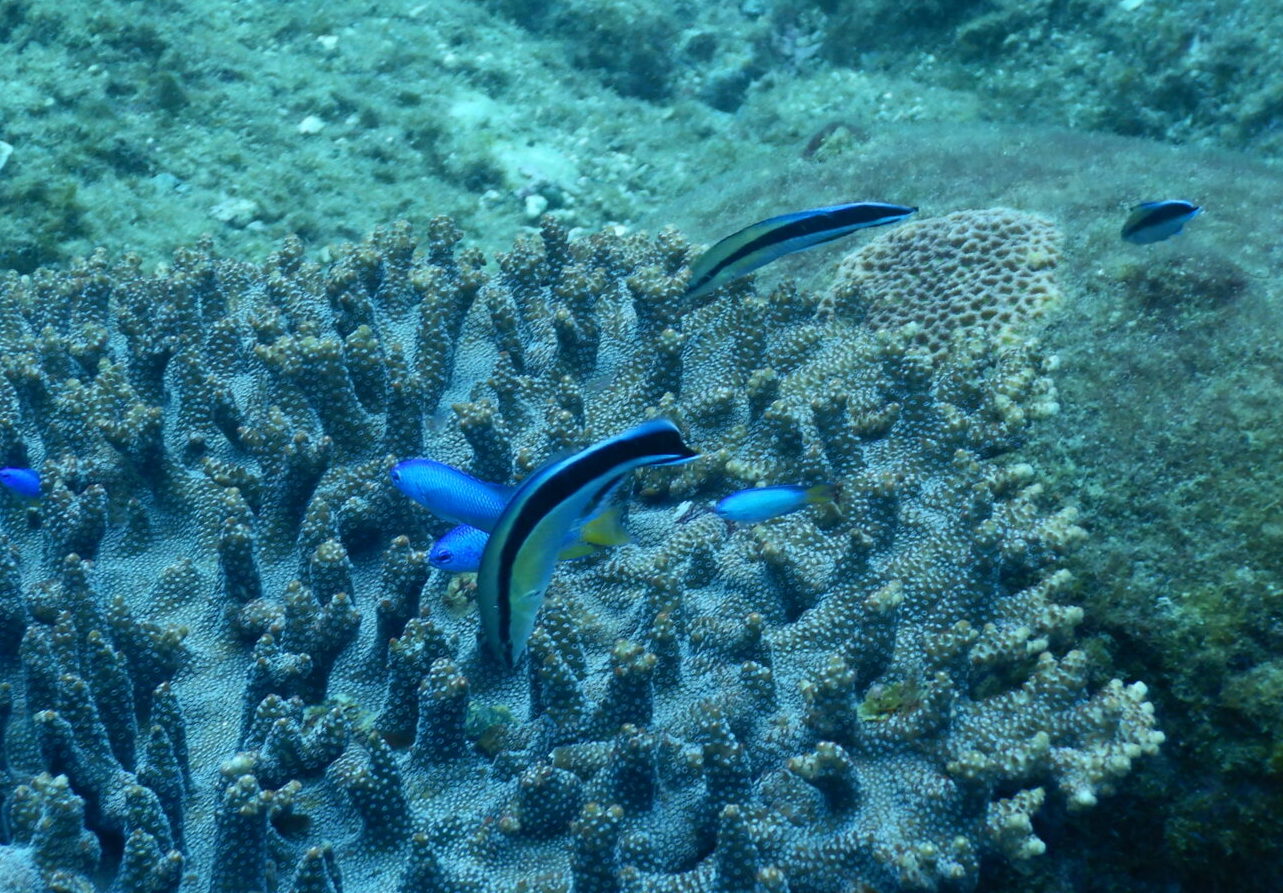 ホンソメワケベラ