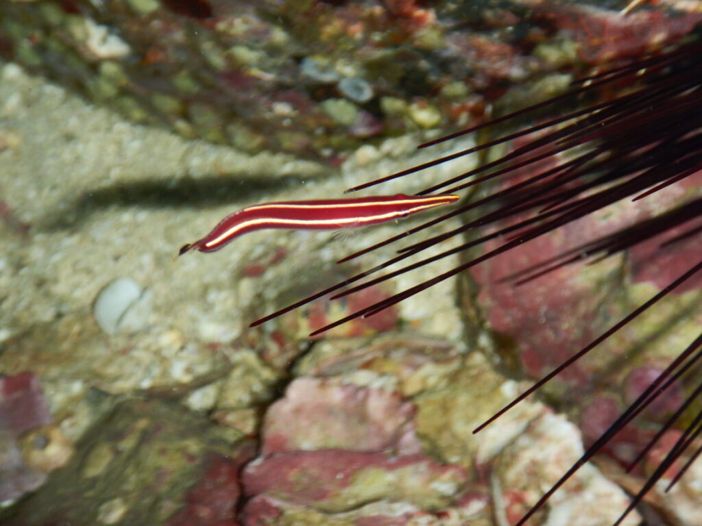 ハシナガウバウオ