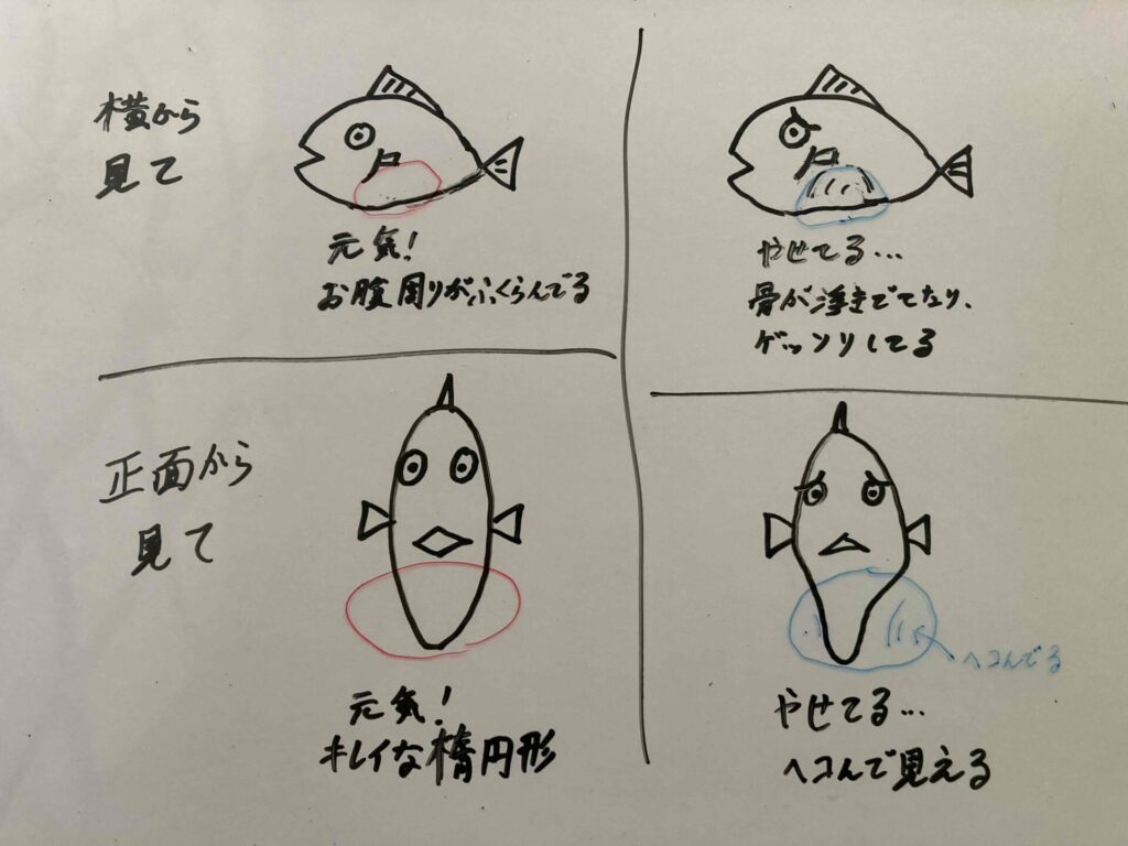 魚が痩せてるかどうか