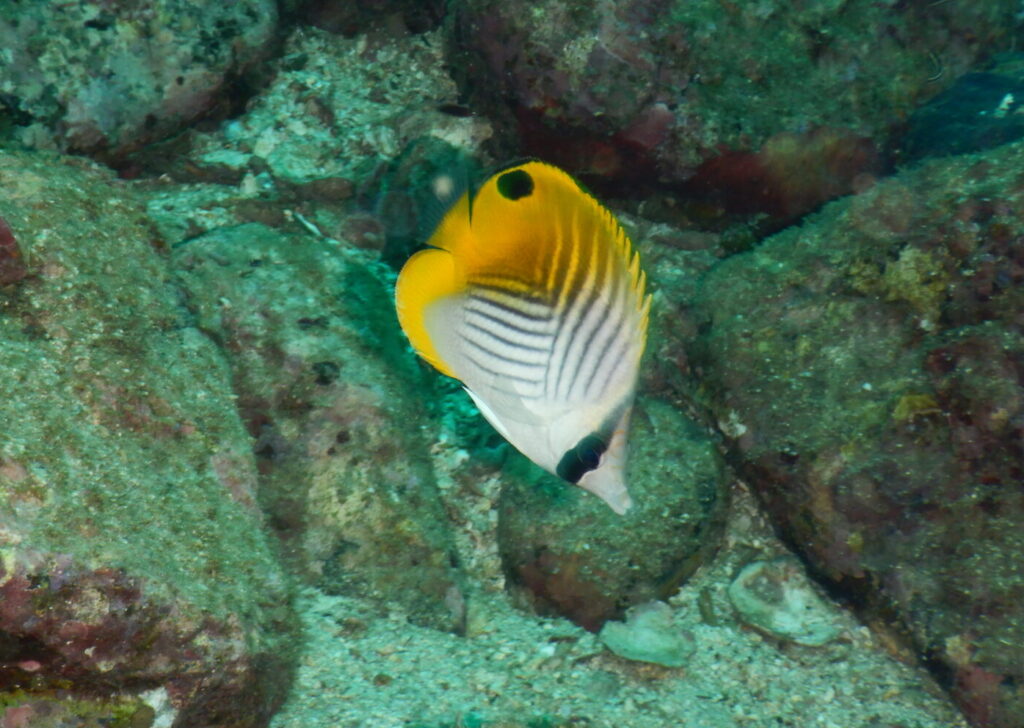 トゲチョウチョウウオ