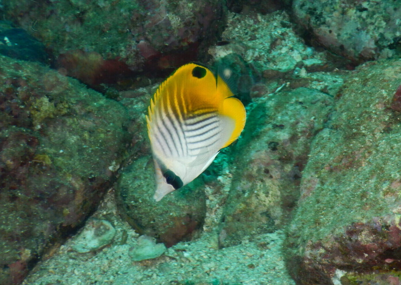 トゲチョウチョウウオ