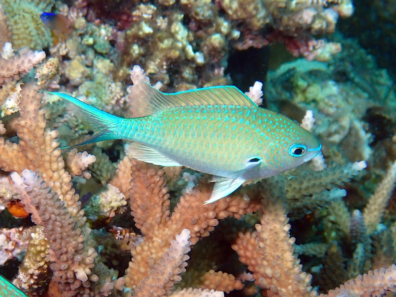 アオバスズメダイの胸鰭に注目
