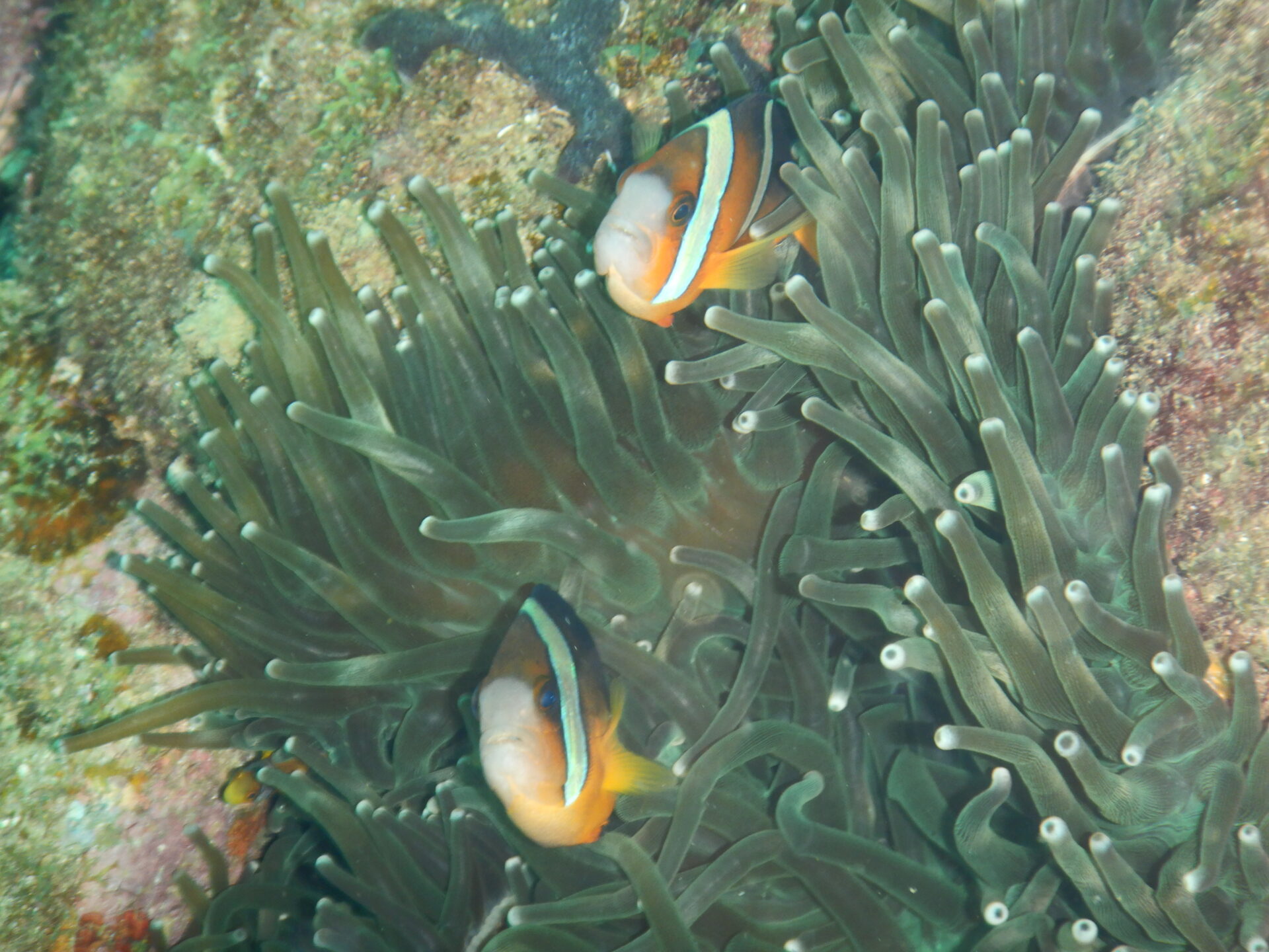 【Case６】子供に生命の大切さを学ばせる機会が欲しいな…