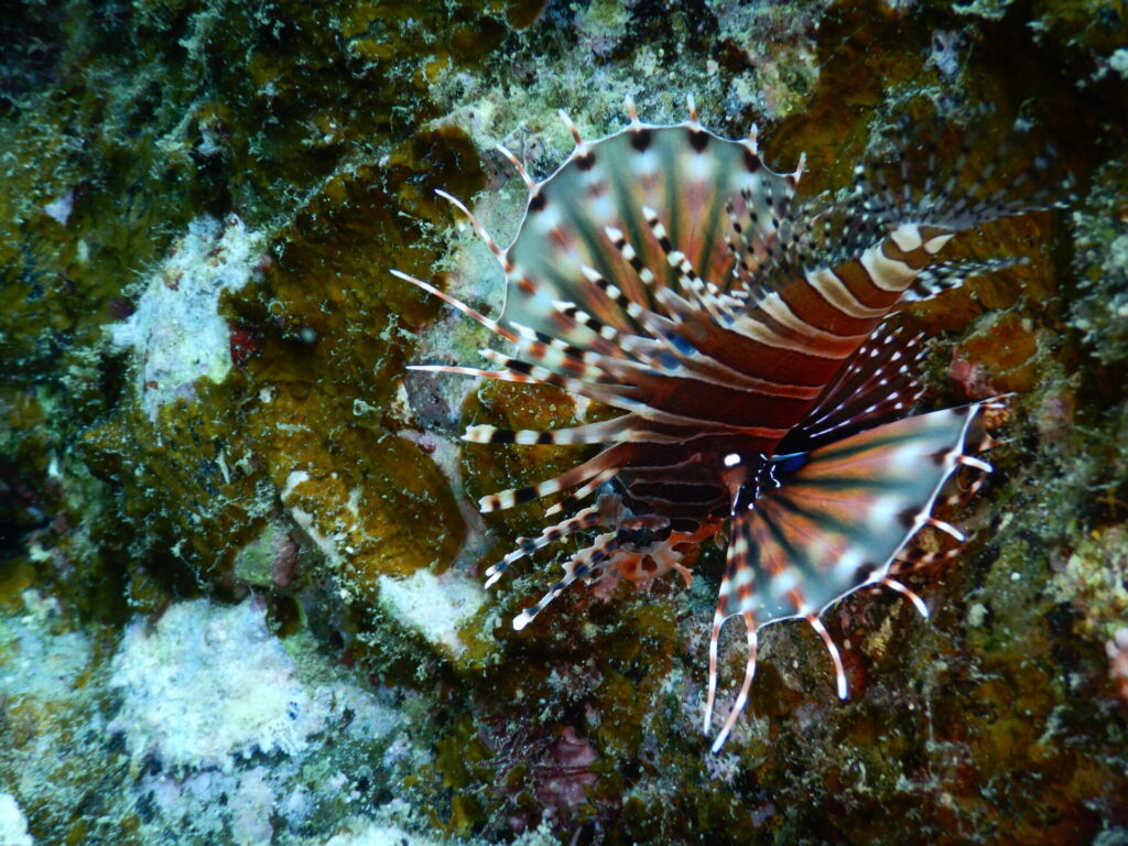 キリンミノカサゴ