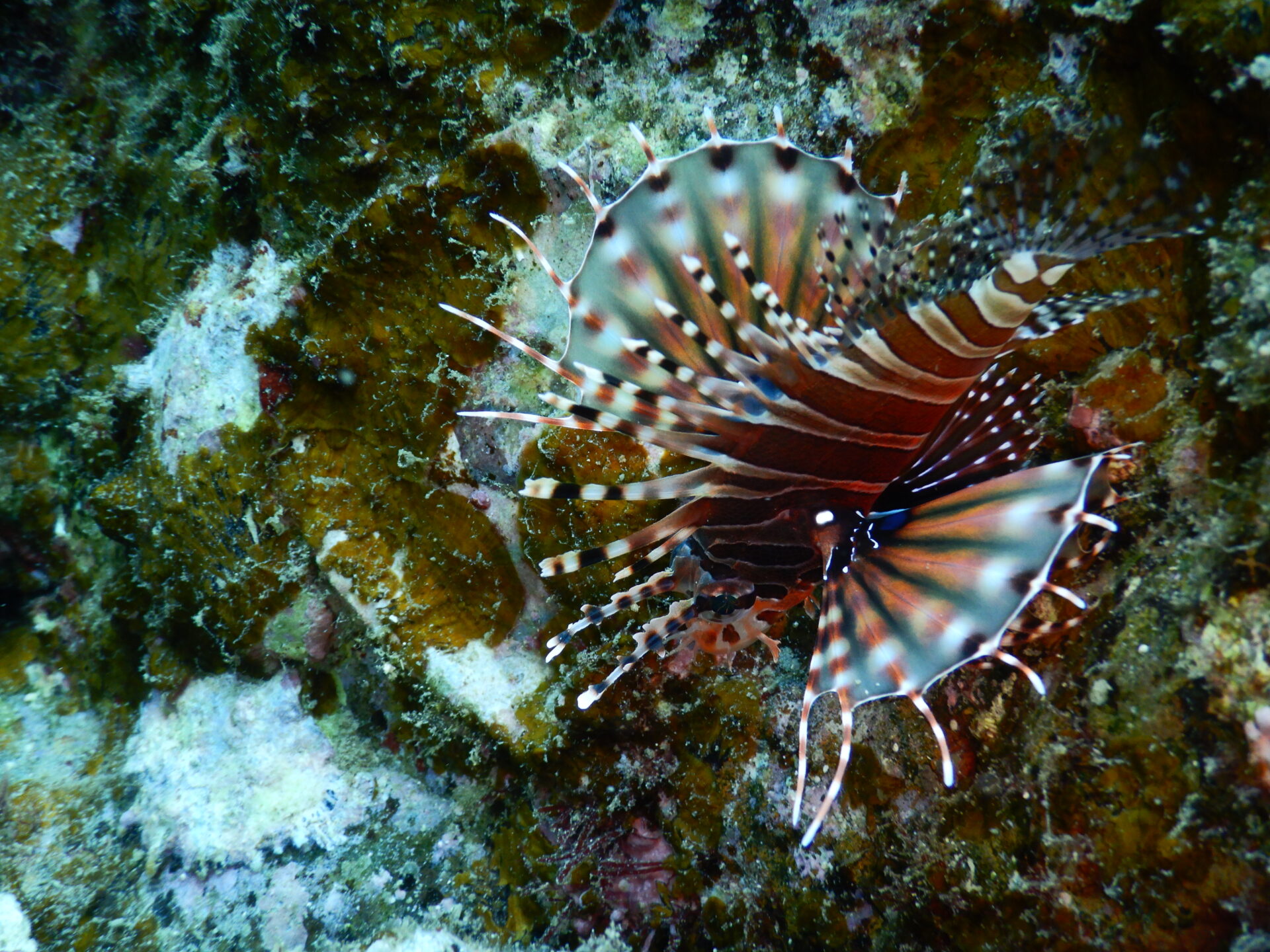 キリンミノカサゴ