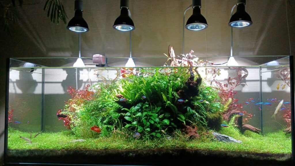 個人宅水槽2水草