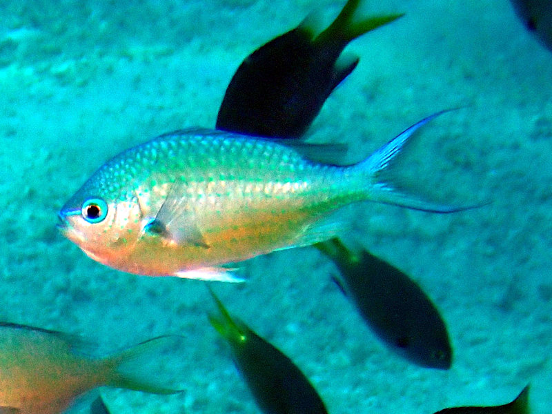 アオバスズメダイ