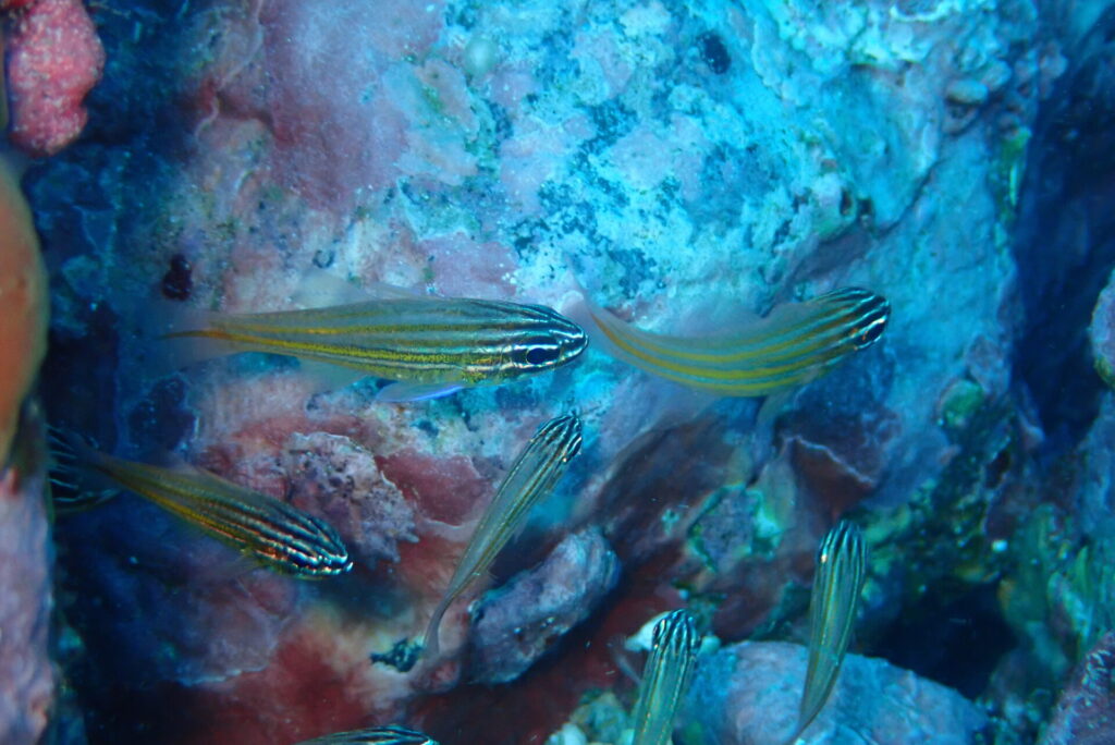 キンセンイシモチ