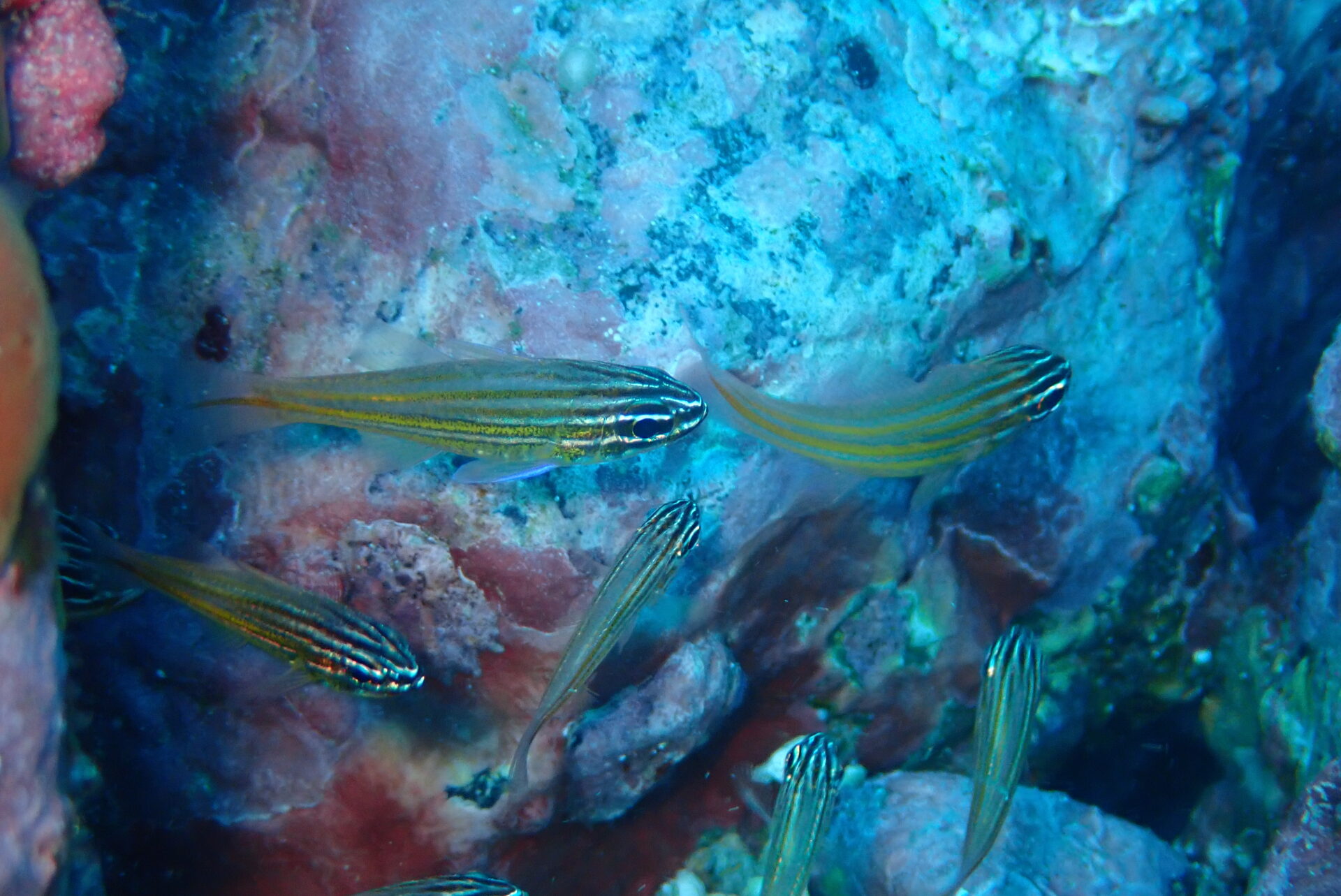 黄金色の群泳美～キンセンイシモチ