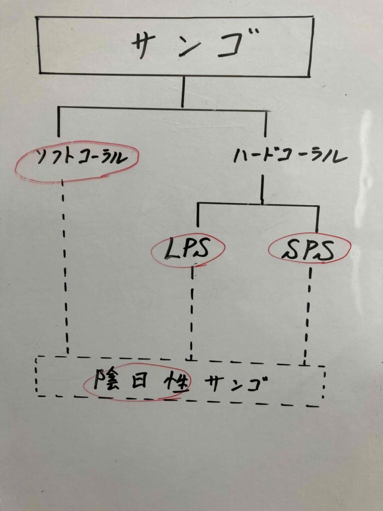 サンゴグループ分け1