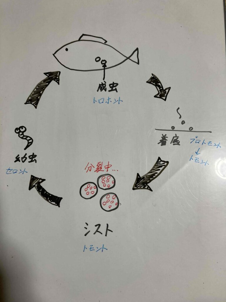 白点病サイクル