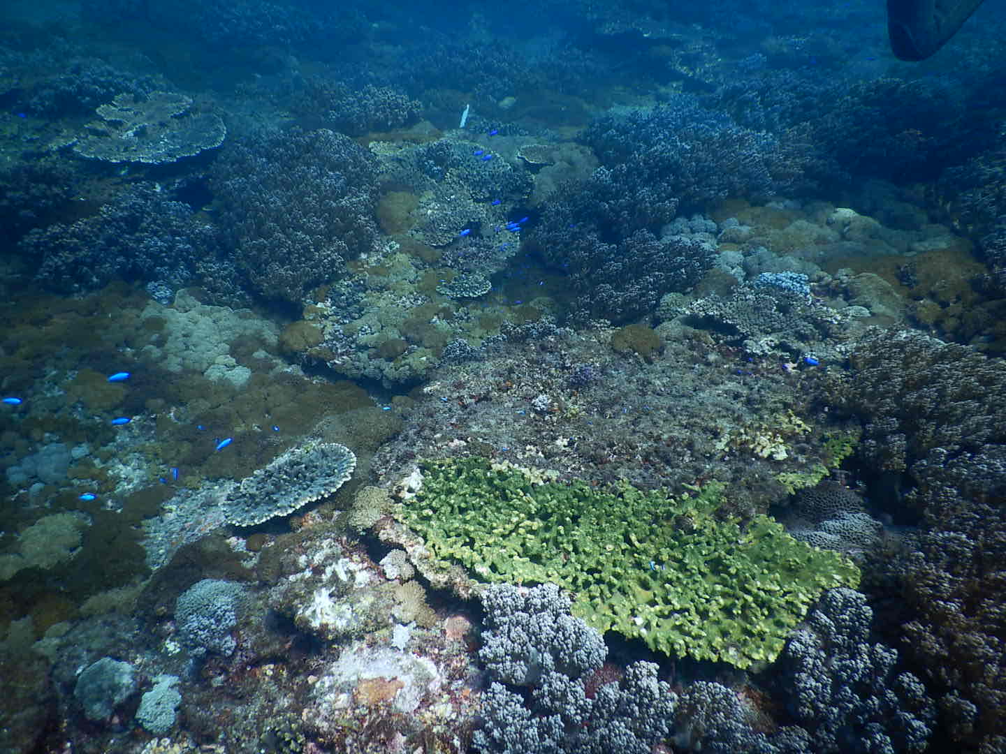 レッドフィールド比について～海を参考にしたNP比