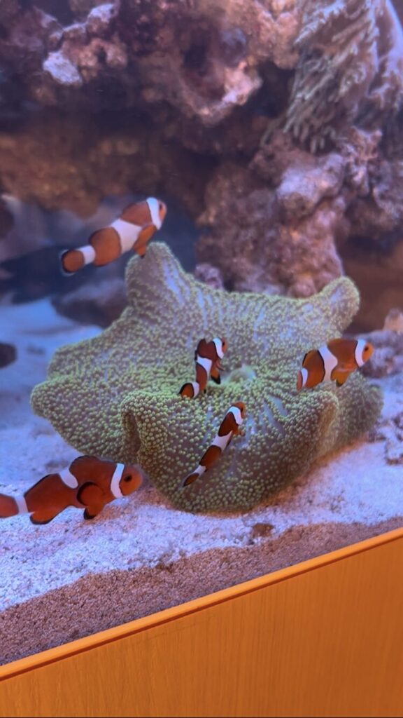 カクレクマノミ