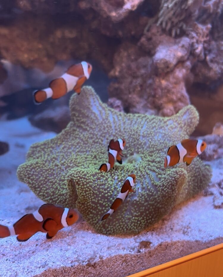 カクレクマノミ