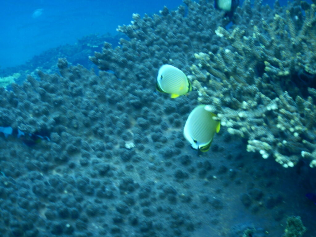 ミスジチョウチョウウオ