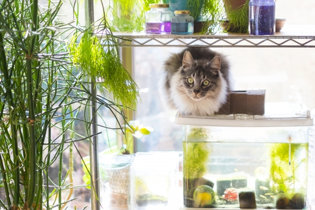 お部屋と水槽