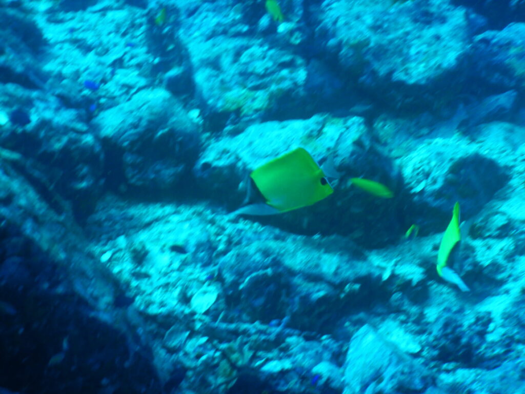 フエヤッコダイ