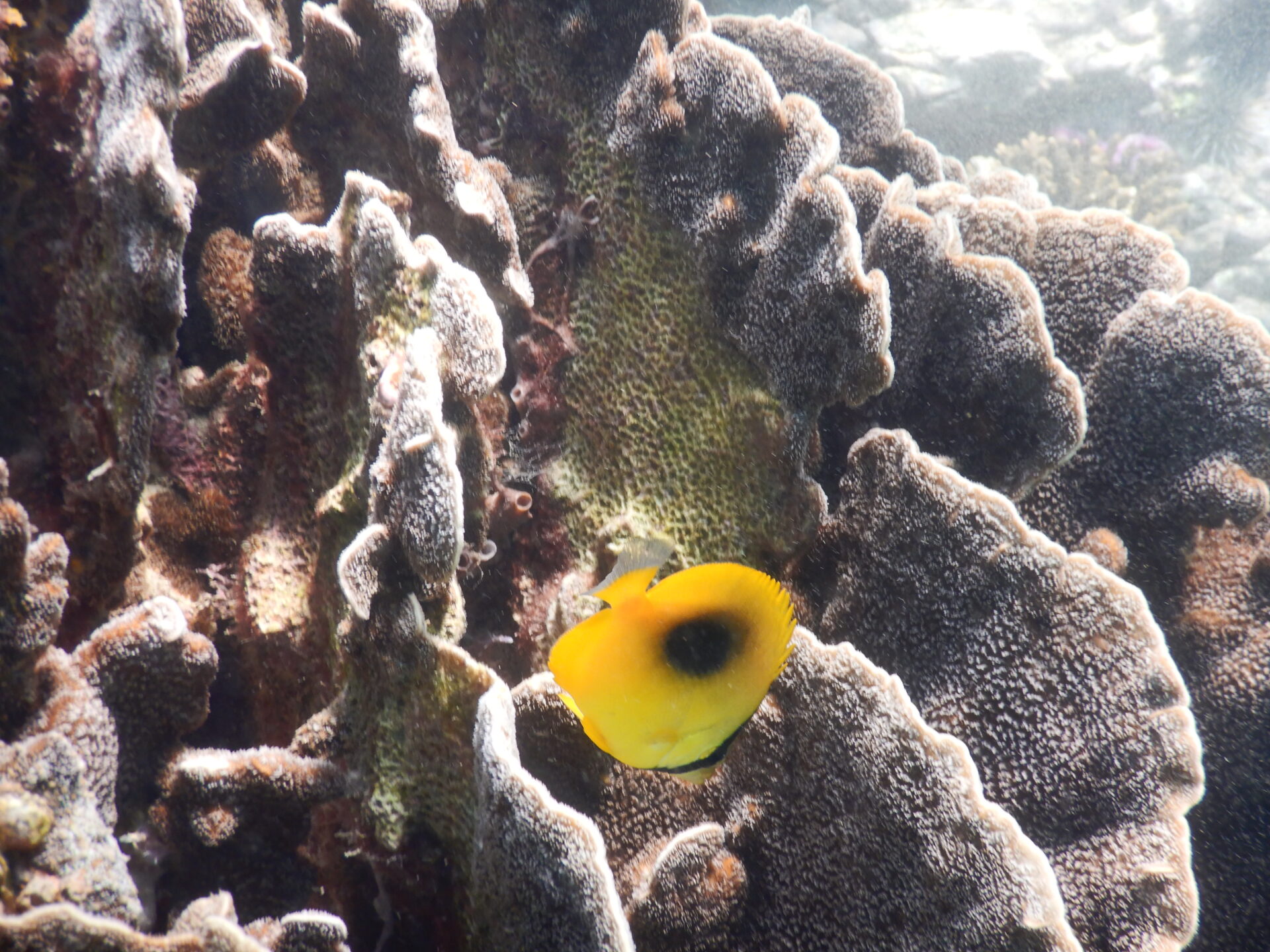 飼育しやすいチョウチョウウオ
