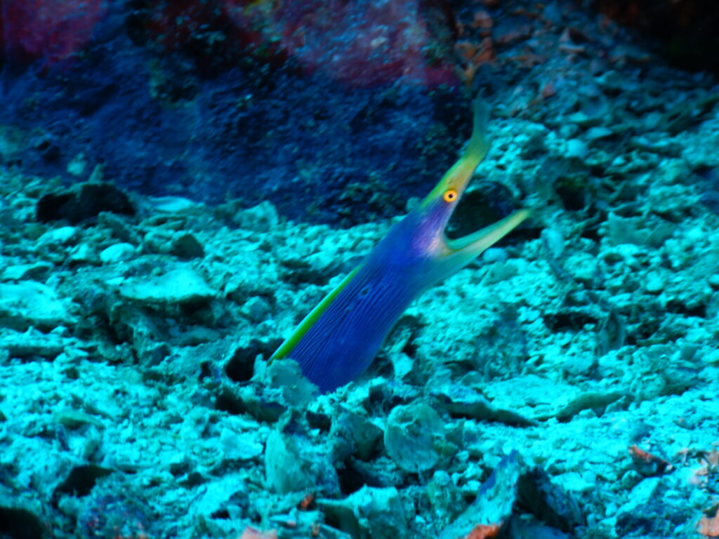 ハナヒゲウツボ