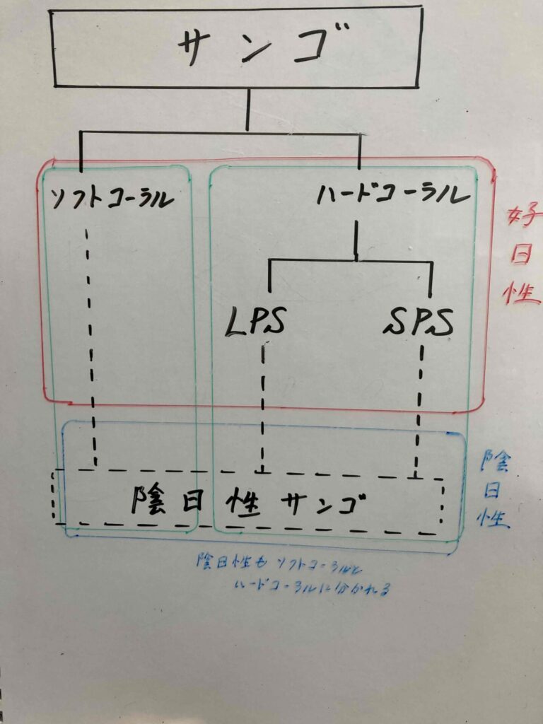 サンゴのグループ分け2