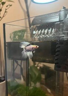 外掛けフィルターの設置例