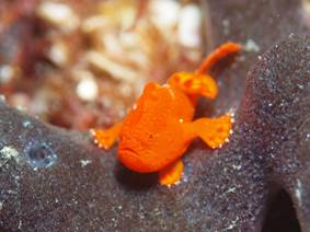 カエルアンコウ