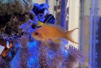 インドキンギョハナダイ