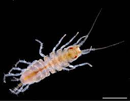 ウミミズムシ類