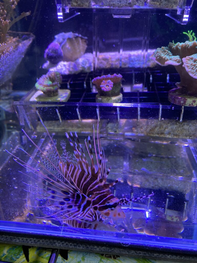 ネッタイミノカサゴ