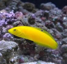 イエローコリス