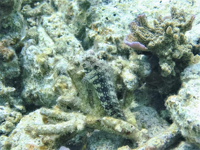 ヤエヤマギンポ