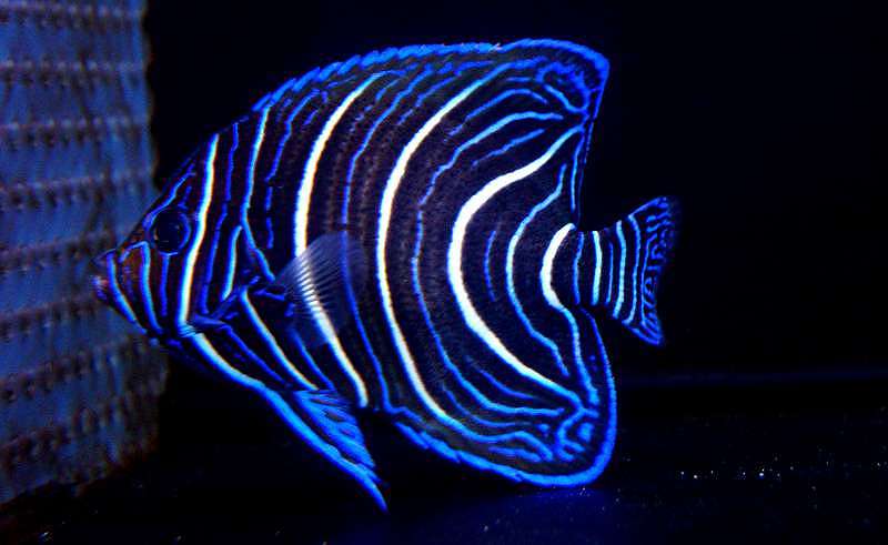 サザナミヤッコ幼魚