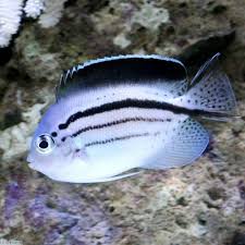 タテジマヤッコ